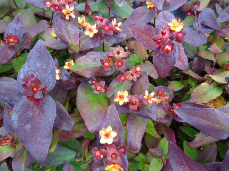SİYAH KANTARON ÇALISI 10 ADET - Hypericum Inodorum Magical Black