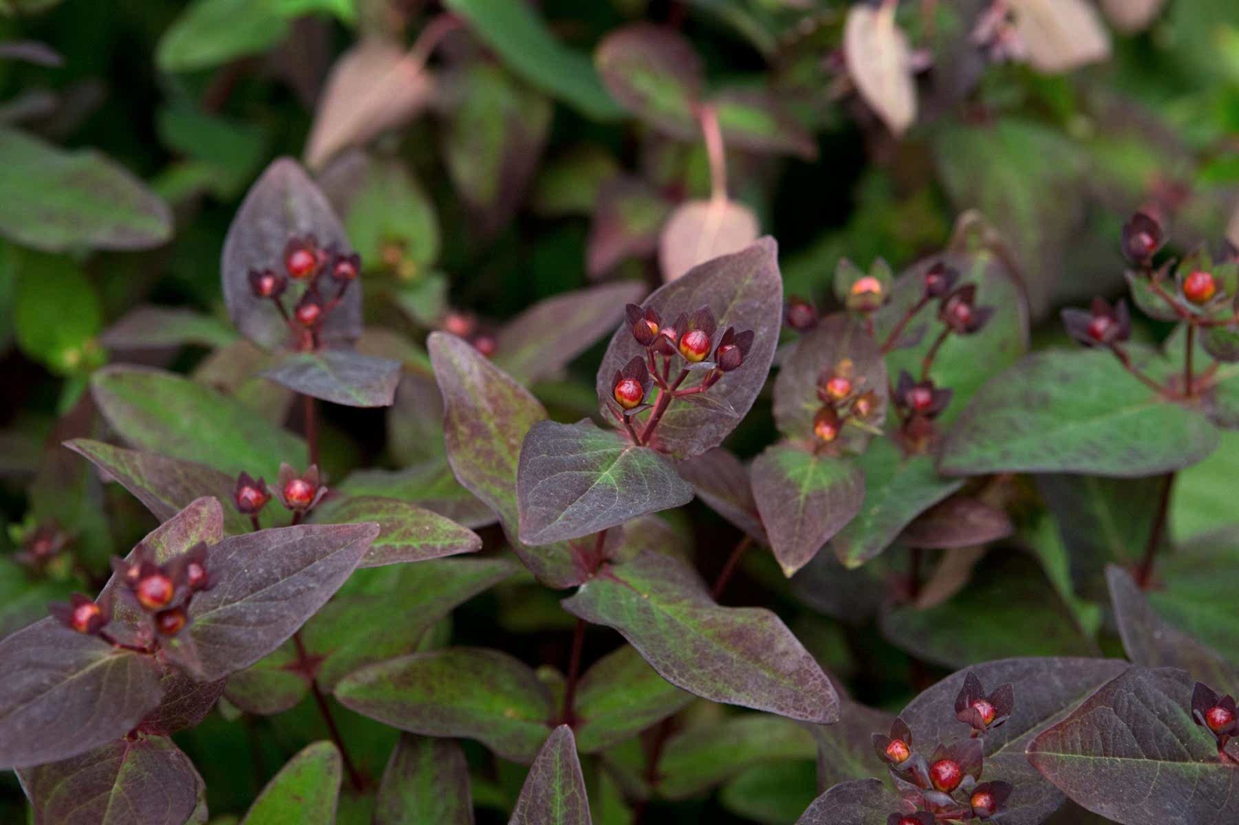 SİYAH KANTARON ÇALISI 10 ADET - Hypericum Inodorum Magical Black