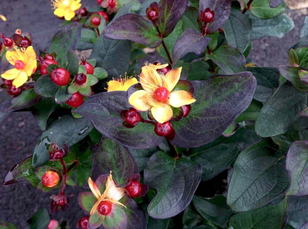 SİYAH KANTARON ÇALISI 3 ADET - Hypericum Inodorum Magical Black