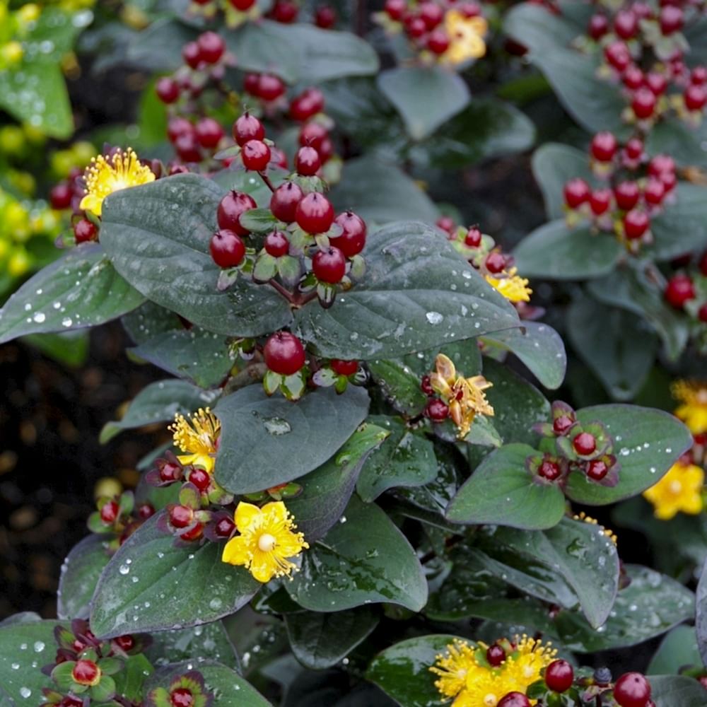 SİYAH KANTARON ÇALISI 3 ADET - Hypericum Inodorum Magical Black