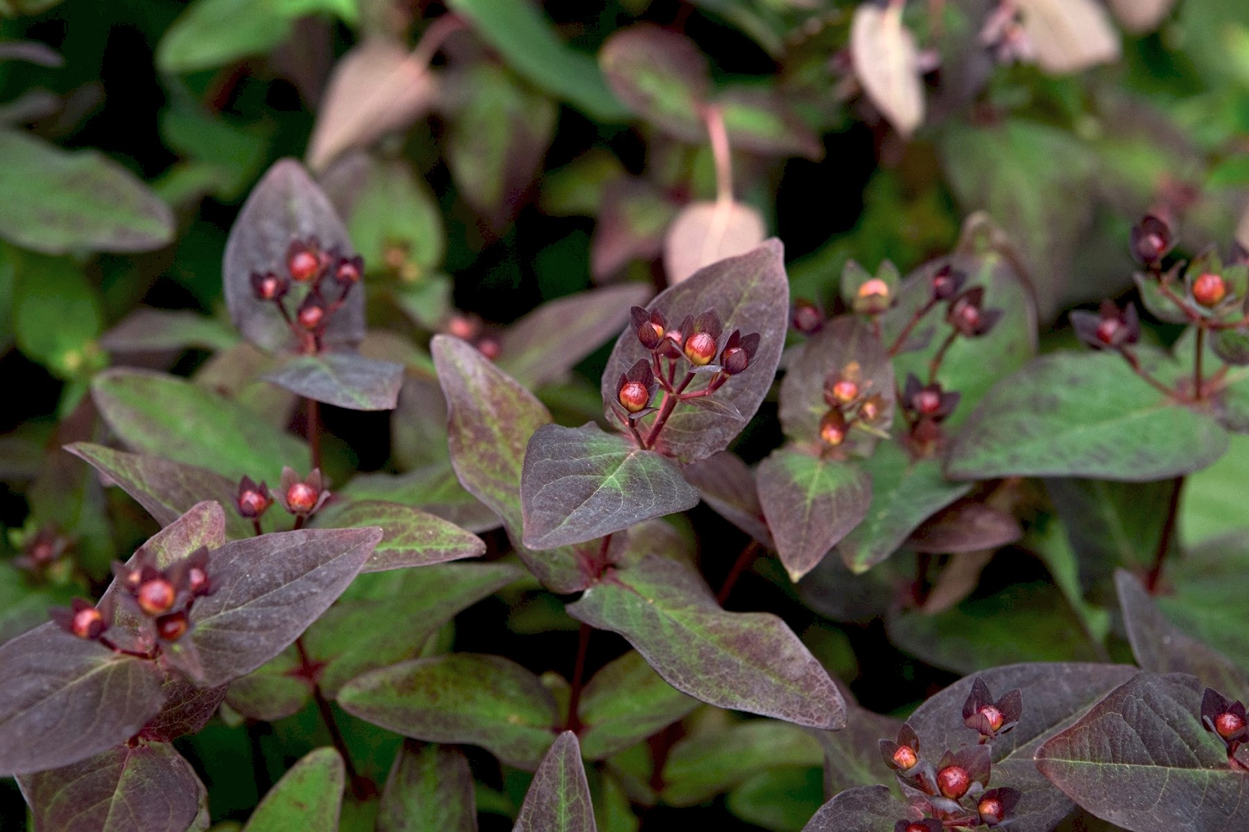 SİYAH KANTARON ÇALISI 3 ADET - Hypericum Inodorum Magical Black