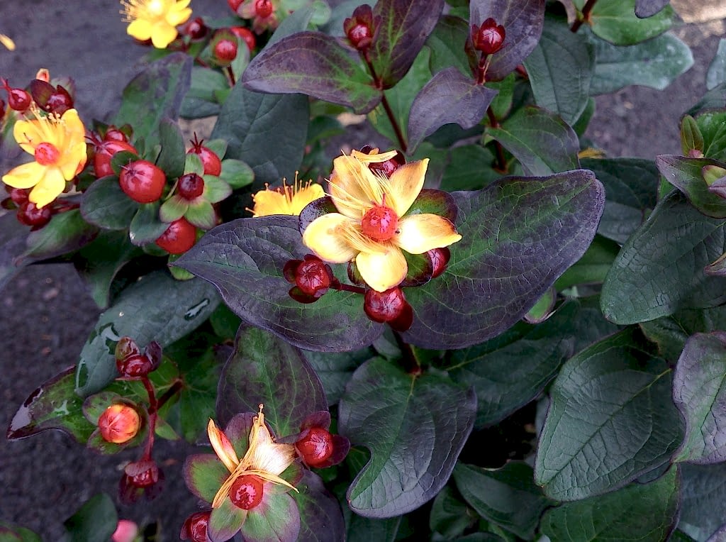 SİYAH KANTARON ÇALISI 5 ADET - Hypericum Inodorum Magical Black