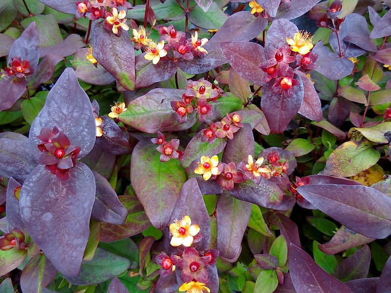 SİYAH KANTARON ÇALISI 5 ADET - Hypericum Inodorum Magical Black
