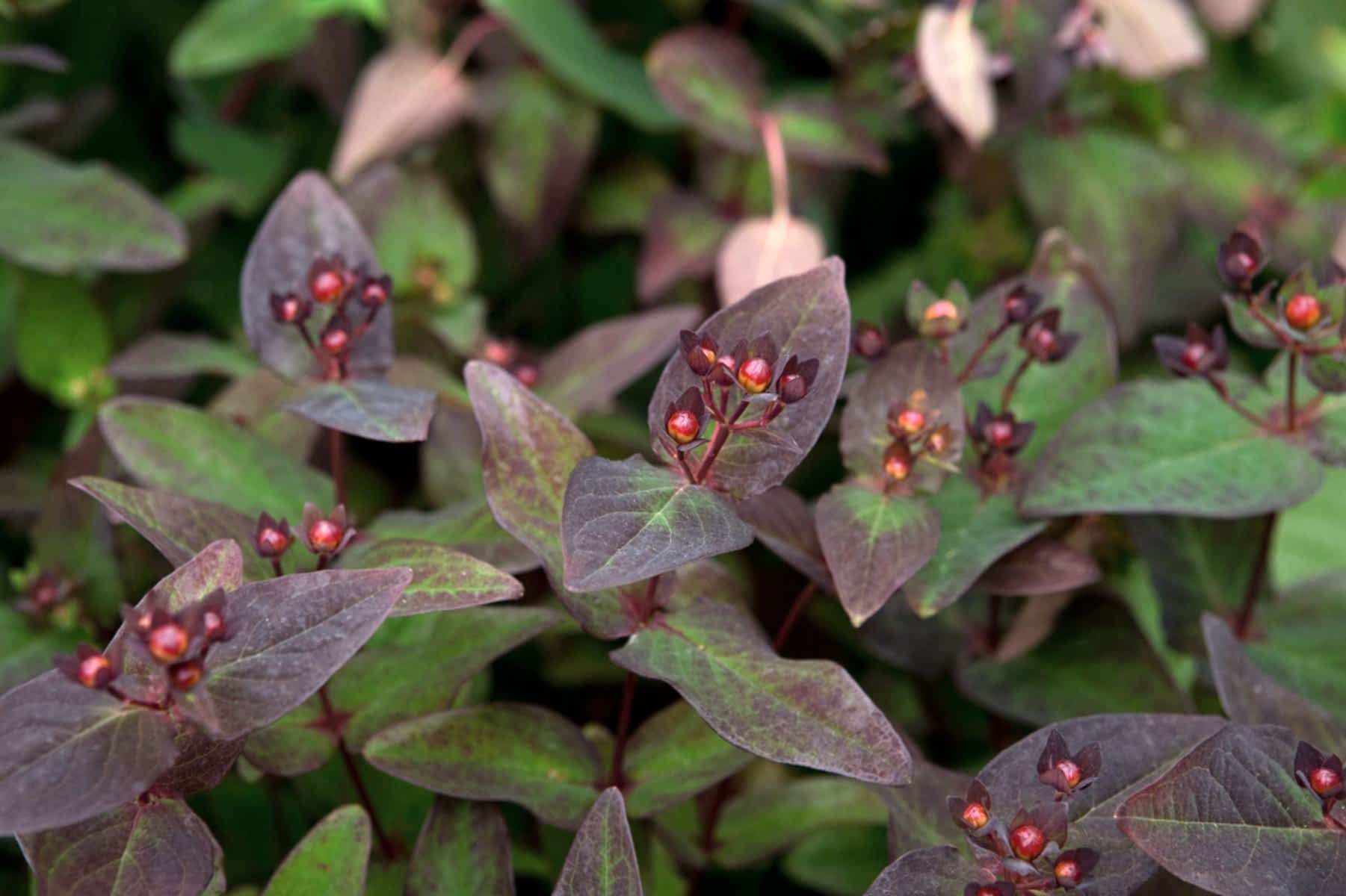 SİYAH KANTARON ÇALISI 5 ADET - Hypericum Inodorum Magical Black