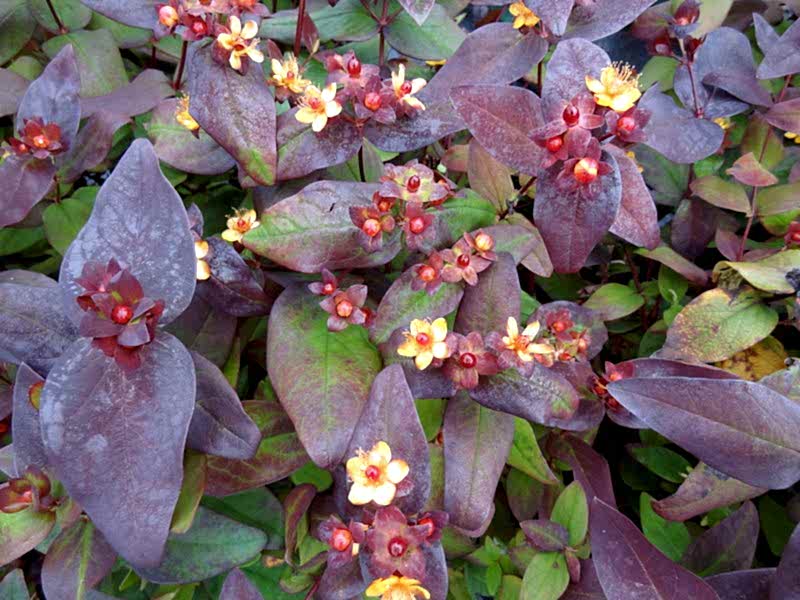 SİYAH KANTARON ÇALISI - Hypericum Inodorum Magical Black