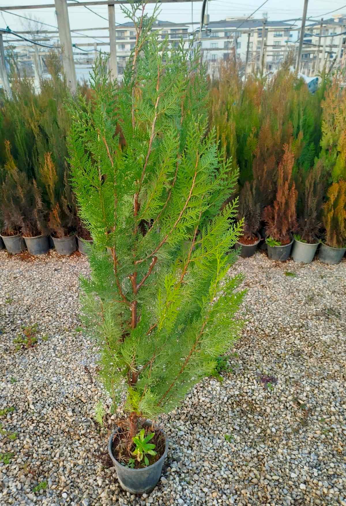 YEŞİL MAZI ÇİT BİTKİSİ 10 ADET 80-100 CM 4-5 YAŞ (Thuja Orientalis )