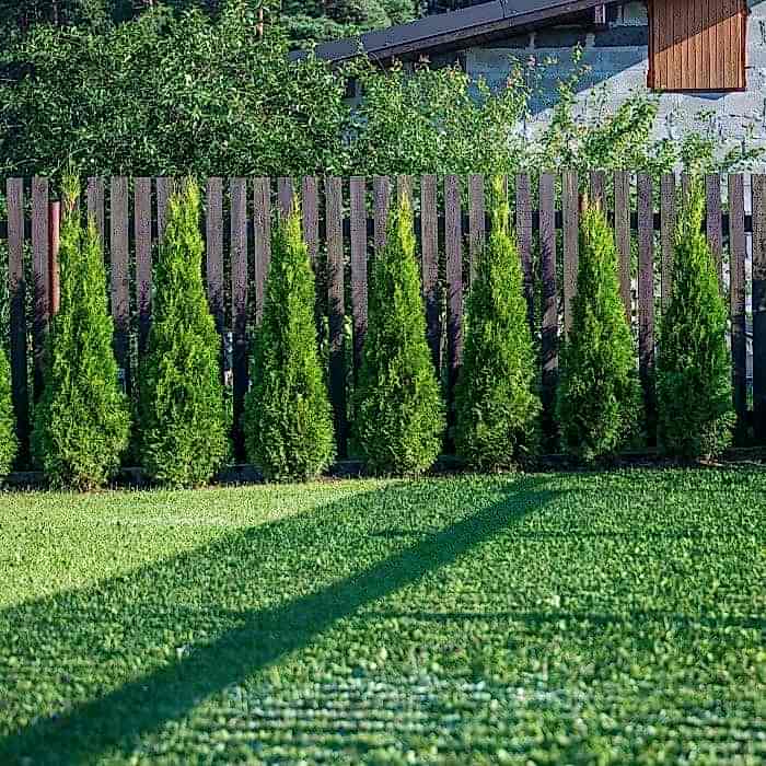 YEŞİL MAZI ÇİT BİTKİSİ 10 ADET 80-100 CM 4-5 YAŞ (Thuja Orientalis )