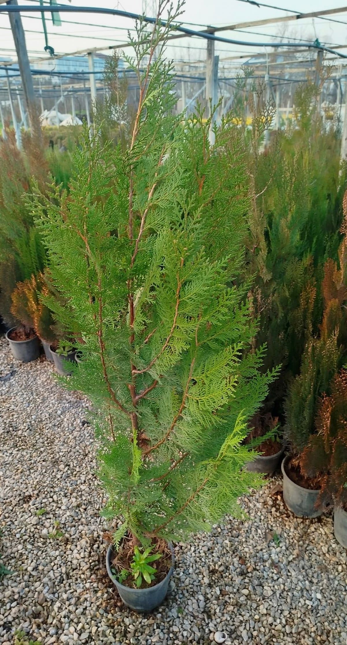 YEŞİL MAZI ÇİT BİTKİSİ 10 ADET 80-100 CM 4-5 YAŞ (Thuja Orientalis )