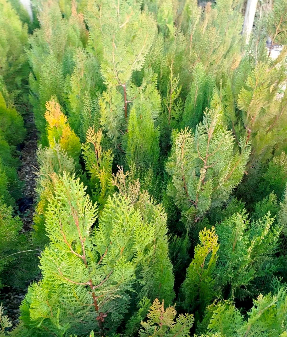 YEŞİL MAZI ÇİT BİTKİSİ 10 ADET 80-100 CM 4-5 YAŞ (Thuja Orientalis )