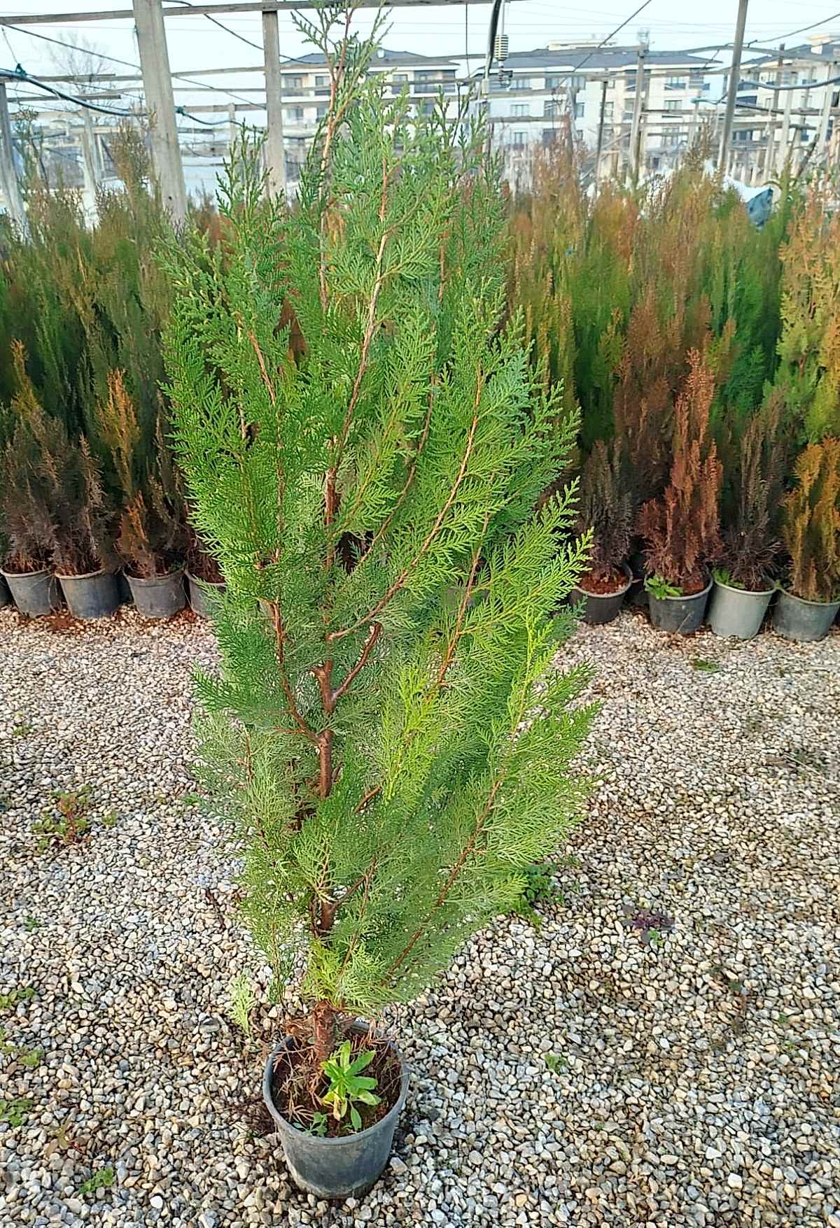 YEŞİL MAZI ÇİT BİTKİSİ 20 ADET 80-100 CM 4-5 YAŞ (Thuja Orientalis )