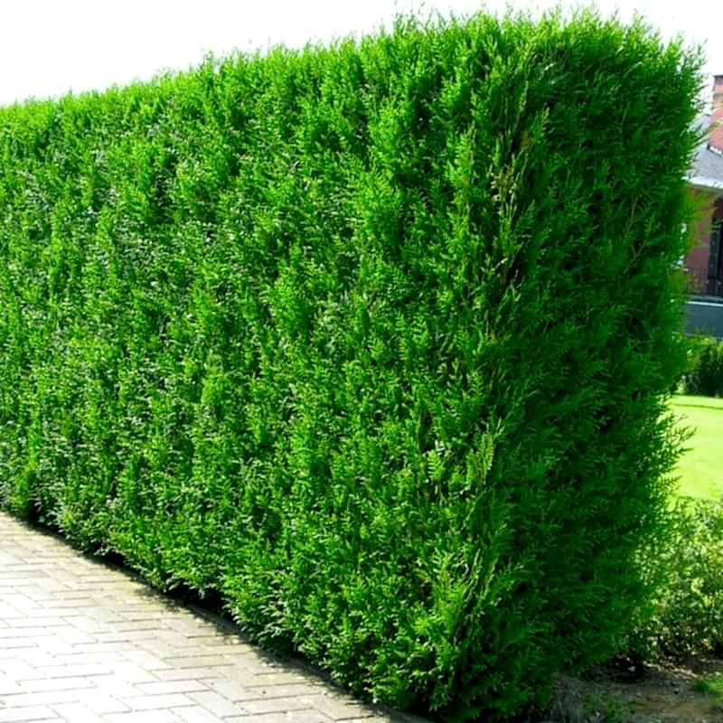 YEŞİL MAZI ÇİT BİTKİSİ 20 ADET 80-100 CM 4-5 YAŞ (Thuja Orientalis )