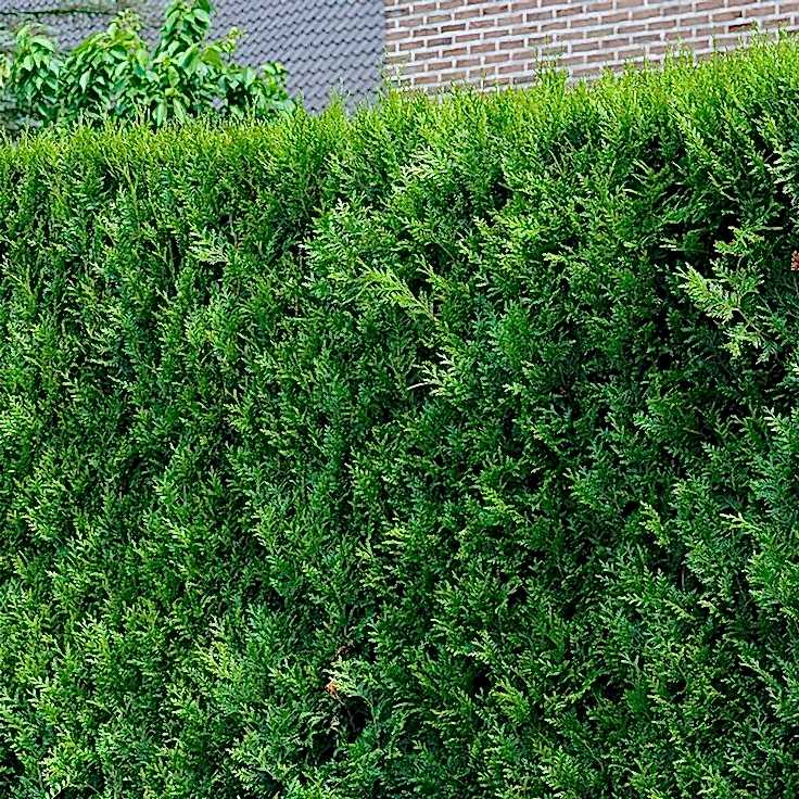 YEŞİL MAZI ÇİT BİTKİSİ 20 ADET 80-100 CM 4-5 YAŞ (Thuja Orientalis )