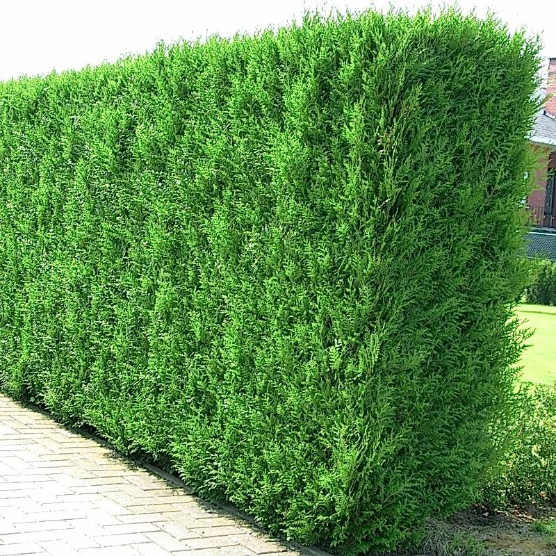 YEŞİL MAZI ÇİT BİTKİSİ 3 ADET 80-100 CM 4-5 YAŞ (Thuja Orientalis )