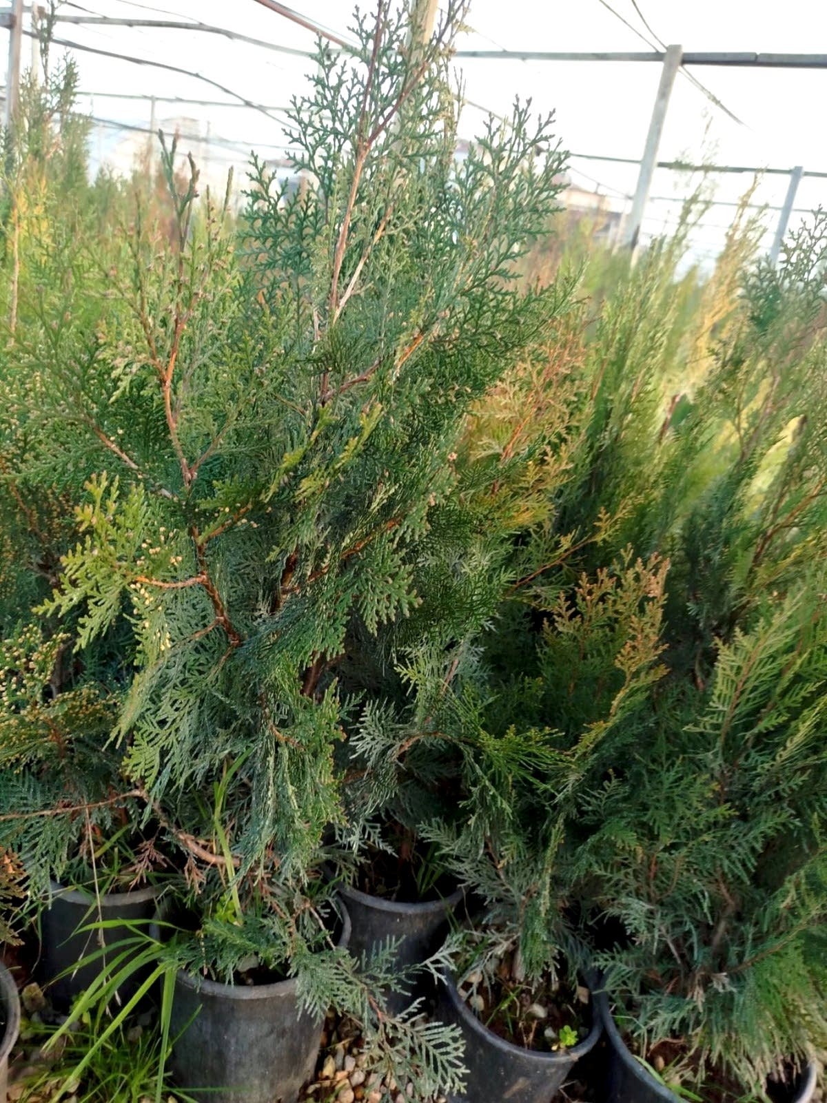 YEŞİL MAZI ÇİT BİTKİSİ 3 ADET 80-100 CM 4-5 YAŞ (Thuja Orientalis )