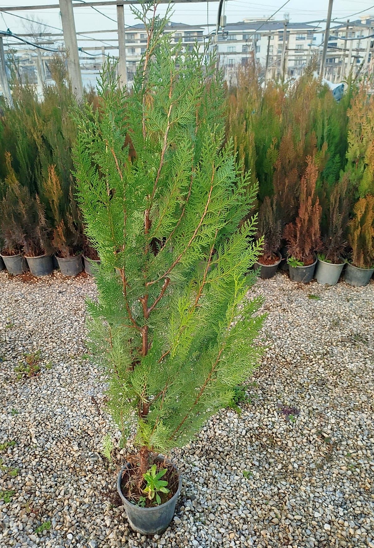 YEŞİL MAZI ÇİT BİTKİSİ 5 ADET 80-100 CM 4-5 YAŞ (Thuja Orientalis )