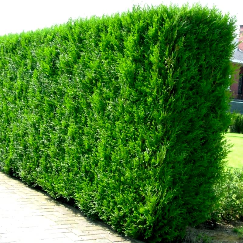 YEŞİL MAZI ÇİT BİTKİSİ 5 ADET 80-100 CM 4-5 YAŞ (Thuja Orientalis )