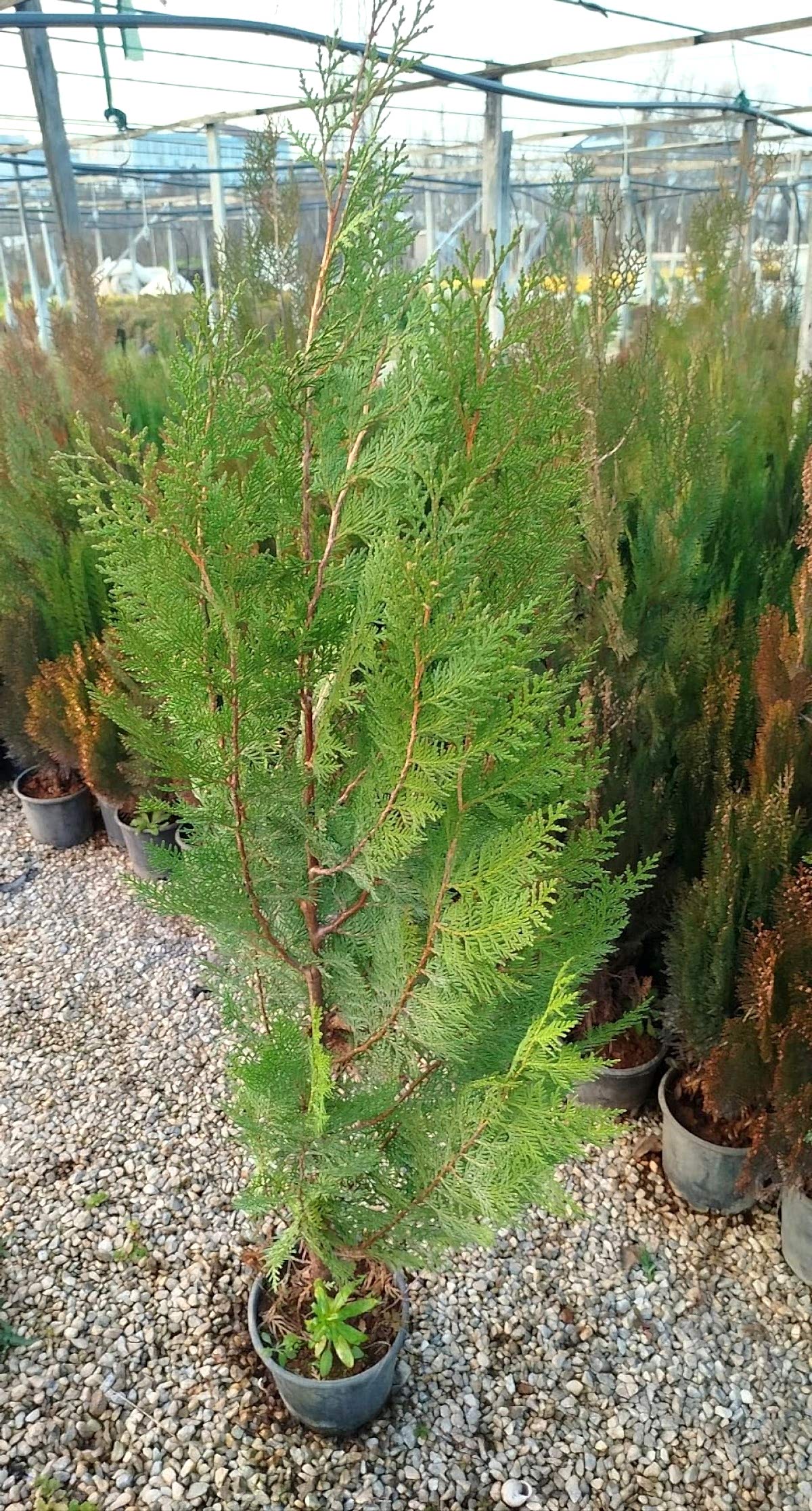 YEŞİL MAZI ÇİT BİTKİSİ 5 ADET 80-100 CM 4-5 YAŞ (Thuja Orientalis )