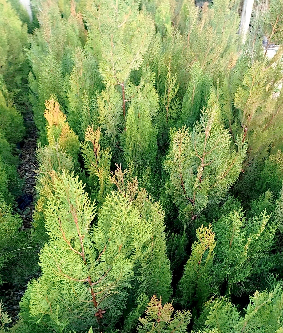 YEŞİL MAZI ÇİT BİTKİSİ 5 ADET 80-100 CM 4-5 YAŞ (Thuja Orientalis )