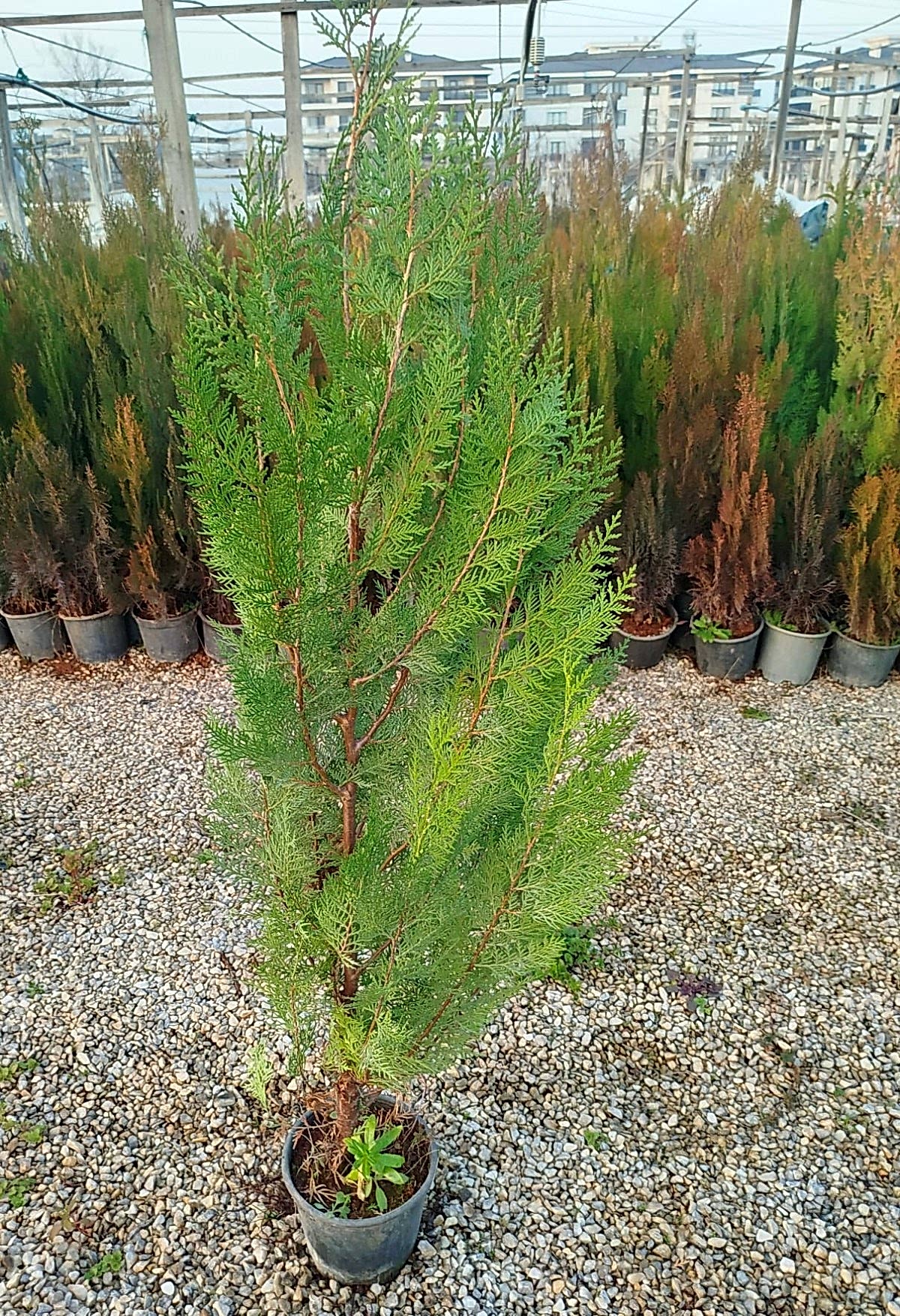 YEŞİL MAZI ÇİT BİTKİSİ 80-100 CM 4-5 YAŞ (Thuja Orientalis )