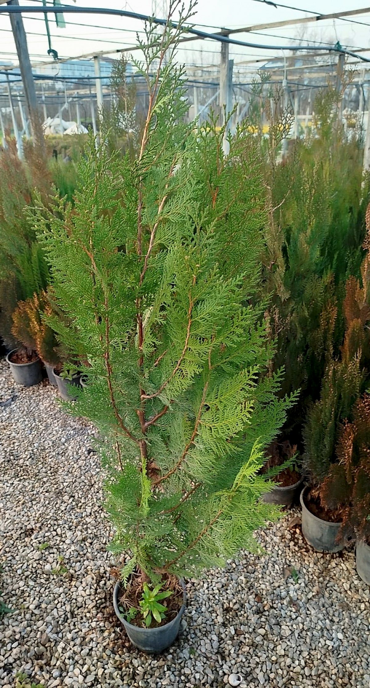 YEŞİL MAZI ÇİT BİTKİSİ 80-100 CM 4-5 YAŞ (Thuja Orientalis )