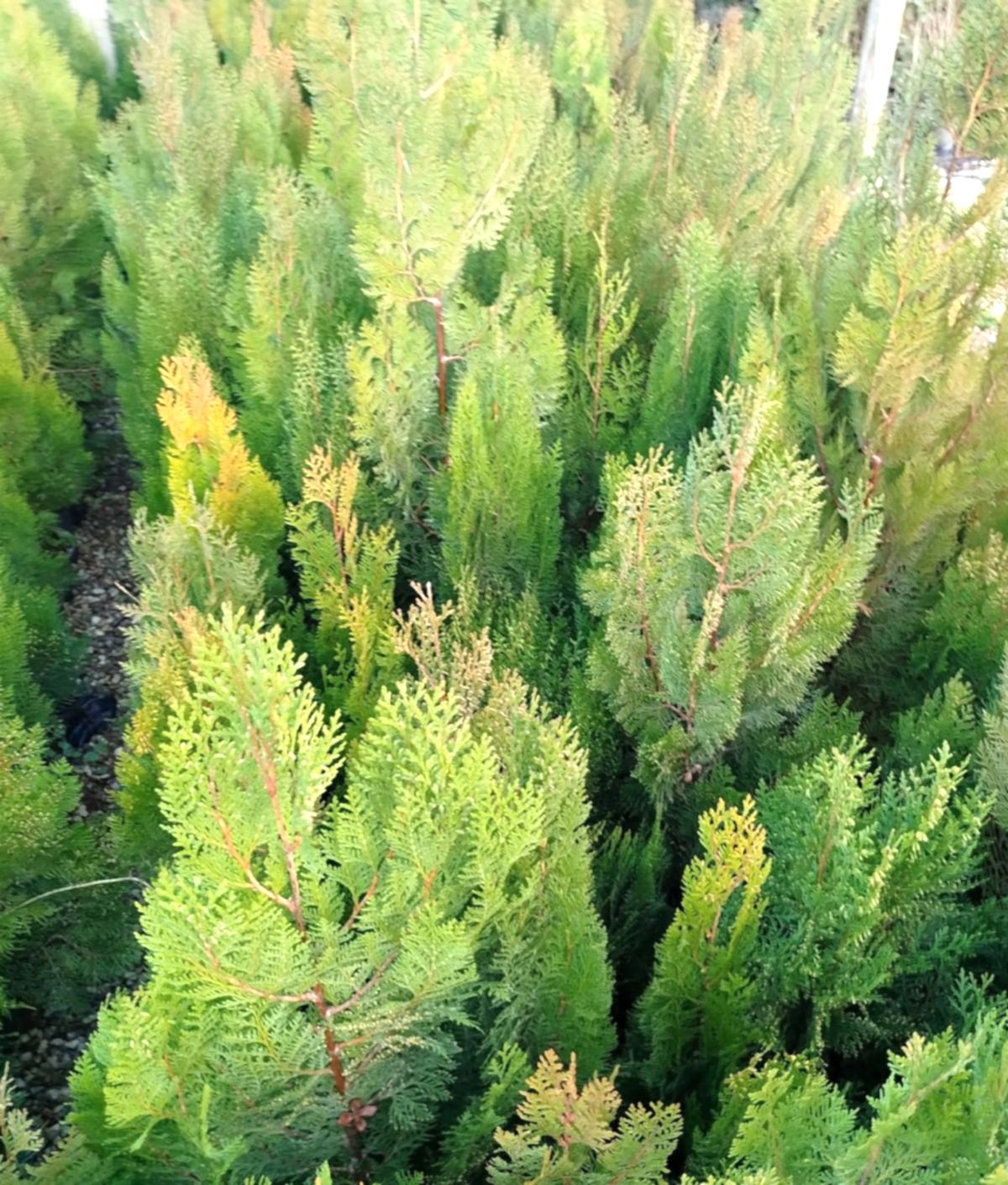 YEŞİL MAZI ÇİT BİTKİSİ 80-100 CM 4-5 YAŞ (Thuja Orientalis )