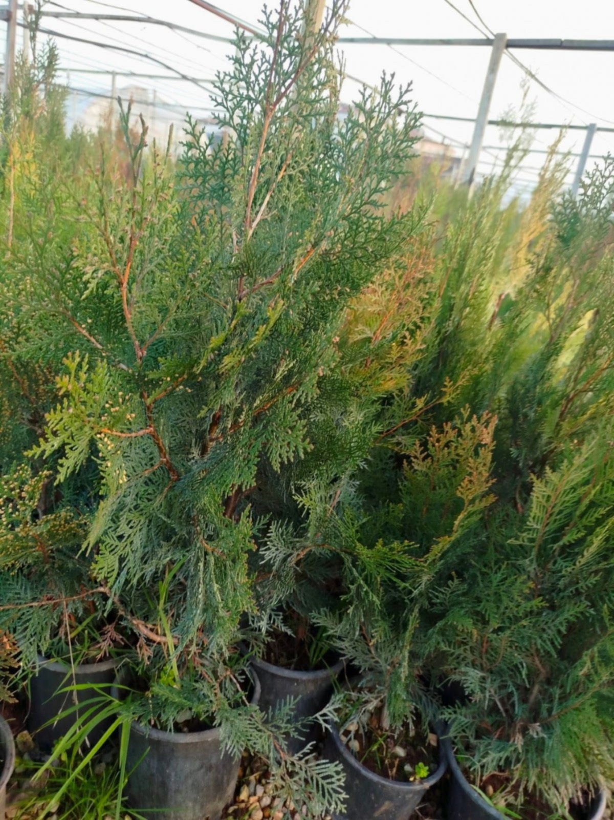 YEŞİL MAZI ÇİT BİTKİSİ 80-100 CM 4-5 YAŞ (Thuja Orientalis )
