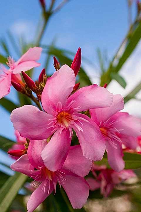 ZAKKUM ÇİÇEĞİ 10 ADET - Nerium Oleander Dış Mekan Çiçeği