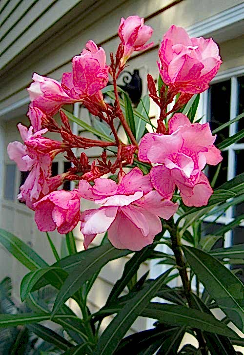 ZAKKUM ÇİÇEĞİ 10 ADET - Nerium Oleander Dış Mekan Çiçeği