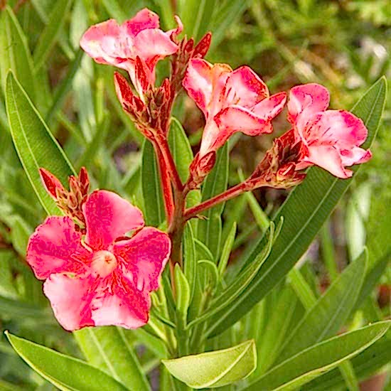ZAKKUM ÇİÇEĞİ 10 ADET - Nerium Oleander Dış Mekan Çiçeği