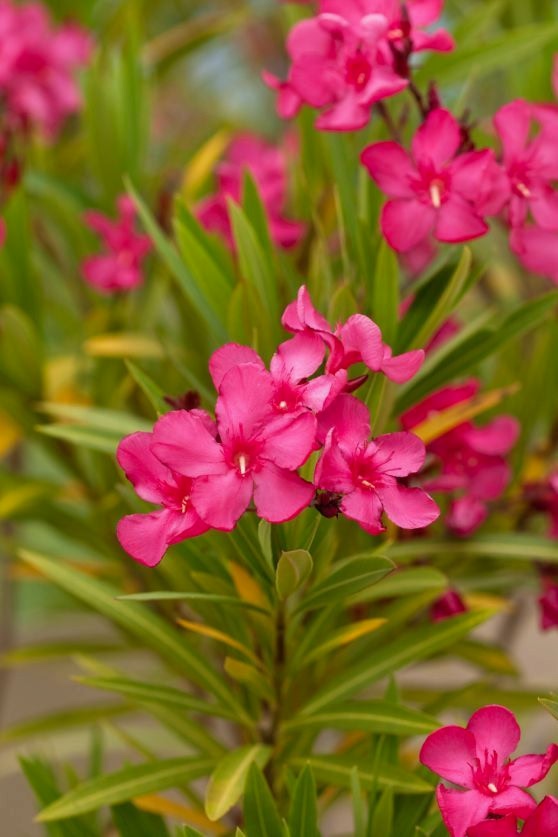 ZAKKUM ÇİÇEĞİ 10 ADET - Nerium Oleander Dış Mekan Çiçeği