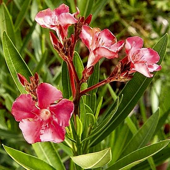 ZAKKUM ÇİÇEĞİ 20 ADET - Nerium Oleander Dış Mekan Çiçeği