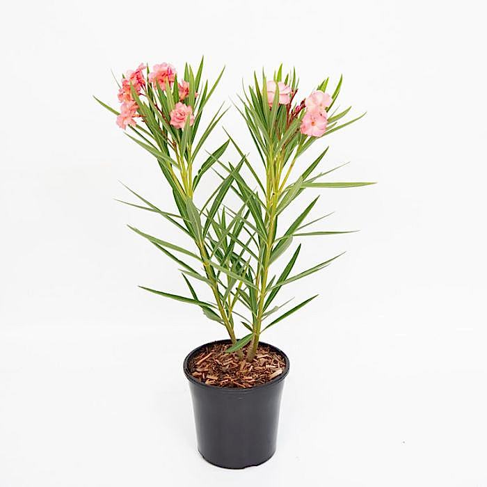 ZAKKUM ÇİÇEĞİ 20 ADET - Nerium Oleander Dış Mekan Çiçeği