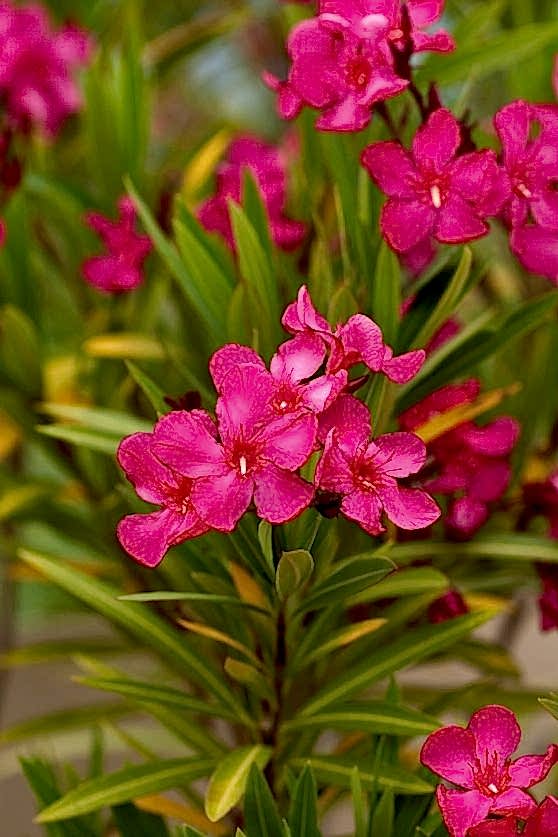 ZAKKUM ÇİÇEĞİ 20 ADET - Nerium Oleander Dış Mekan Çiçeği