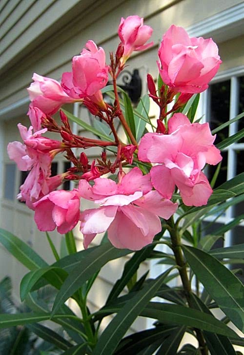 ZAKKUM ÇİÇEĞİ 20 ADET - Nerium Oleander Dış Mekan Çiçeği