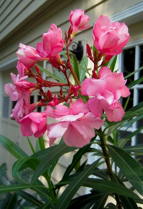 ZAKKUM ÇİÇEĞİ 5 ADET - Nerium Oleander Dış Mekan Çiçeği